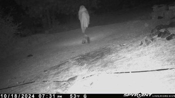 Masih misteri apakah ini manusia atau makhluk lainnya yang tinggal di hutan. Foto: Boredpanda