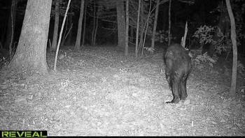 Penampakan sosok berbulu di Carolina Utara. Foto: Boredpanda