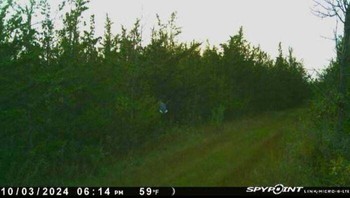 Sosok misterius tertangkap kamera jejak yang terpasang di kebuh warga di Ontario Selatan. Foto: Boredpanda
