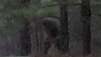 Inikah sosok Bigfoot yang terekam di Georgia Selatan? Foto: Boredpanda