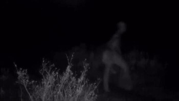 Tertangkap kamera jejak makhluk misterius. Foto: Boredpanda