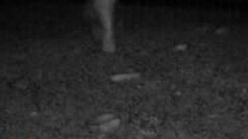 Seperti penampakan manusia, namun siapa yang berkeliaran di hutan malam-malam?  Foto: Boredpanda