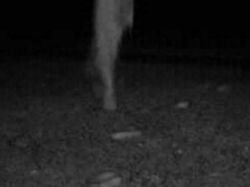 Foto Penampakan Sosok Mengerikan Terekam Kamera Jejak