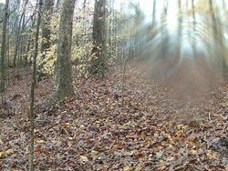 Foto Penampakan Sosok Mengerikan Terekam Kamera Jejak