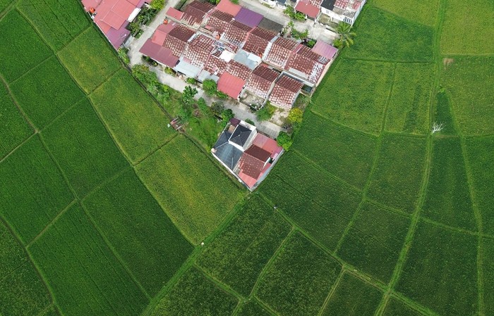 Penyusutan Lahan Pertanian di Padang Petani berjalan di pematang sawah, dekat lokasi pembangunan perumahan di Sungai Sapih, Padang, Sumatera Barat, Kamis (30/1/2025). Data Pemkot Padang luas lahan pertanian di kota itu pada tahun 2023 mencapai 5.216 hektare, menyusut sebanyak 875 hektare pada 2024 menjadi 4.341 karena beralih fungsi menjadi perumahan dan area pembangunan lainnya. ANTARA FOTO/Iggoy el Fitra/rwa.