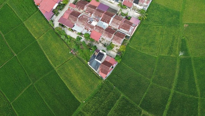 Petani berjalan di pematang sawah, dekat lokasi pembangunan perumahan di Sungai Sapih, Padang, Sumatera Barat, Kamis (30/1/2025). Data Pemkot Padang luas lahan pertanian di kota itu pada tahun 2023 mencapai 5.216 hektare, menyusut sebanyak 875 hektare pada 2024 menjadi 4.341 karena beralih fungsi menjadi perumahan dan area pembangunan lainnya.  ANTARA FOTO/Iggoy el Fitra/rwa.