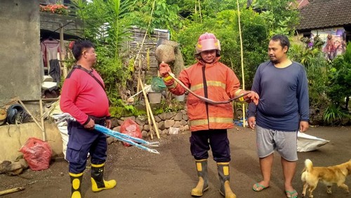 Petugas Damkartan Karangasem mengevakuasi ular yang masuk pekarangan rumah warga belum lama ini. (Foto: Dok. Istimewa)
