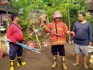 Belasan Ular Masuk Pekarangan Rumah Warga di Karangasem