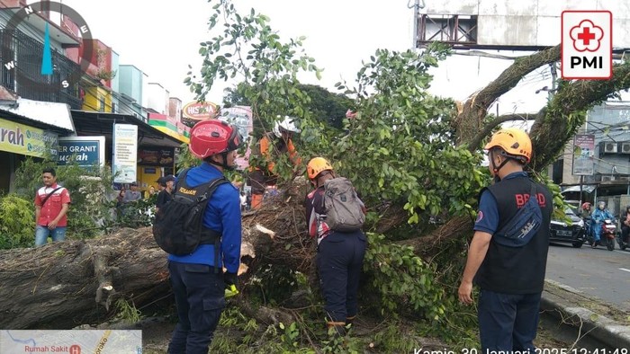 Pohon tumbang di Malang