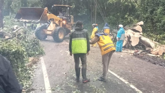Pohon tumbang di Pujon Malang