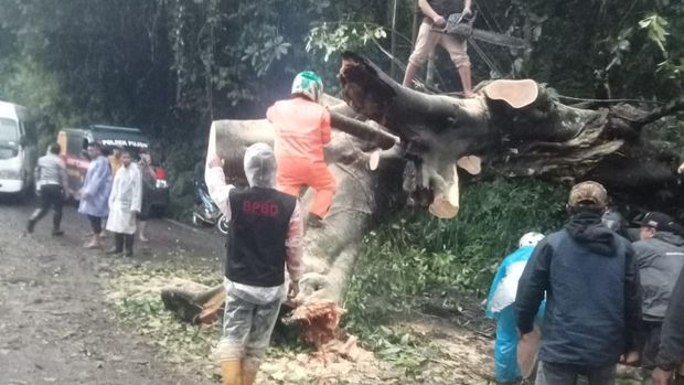 Pohon tumbang di Pujon Malang