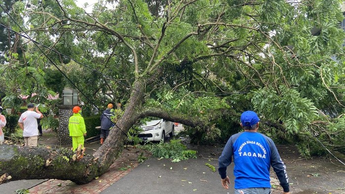 Pohon tumbang timpa mobil di Kota Batu