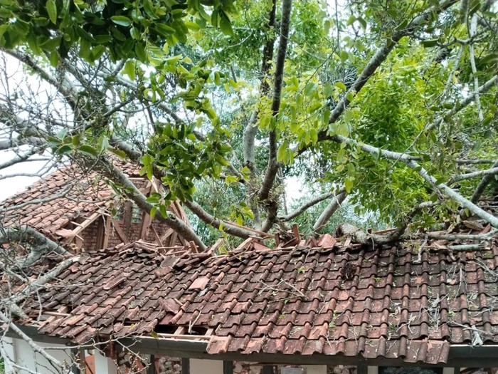 Pohon tumbang timpa ruangan kelas di Cianjur