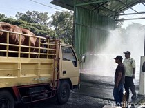Terindikasi Sakit, 10 Sapi Ditolak Masuk Pasar Hewan Ambarketawang Sleman