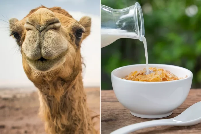 susu unta alternatif susu sapi