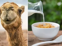 Susu Unta Bisa Jadi Pengganti Susu Sapi, Ini Khasiat dan Nutrisinya