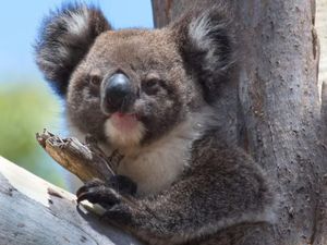 Kabar Australia: Pulau Kanguru Akan Jadi Rumah Bagi Koala