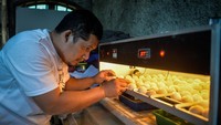 Begini cara peternak merawat telur-telur ayam cemani.  
