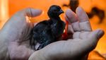 Ayam Cemani RI Tembus Pasar Prancis-Turki
