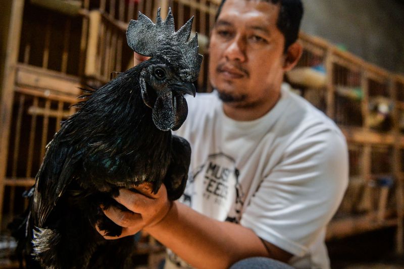 Peternak merawat ayam cemani (Gallus gallus domesticus) di salah satu peternakan di Pangadegan, Kabupaten Tangerang, Banten, Jumat (31/1/2025). Budi daya jenis ayam yang seluruh bagian tubuhnya berwarna hitam legam tersebut dijual seharga Rp400 ribu hingga Rp20 juta per ekor dan telah diekspor ke Perancis, Turki dan Uni Emirat Arab. ANTARA FOTO/Putra M. Akbar/app