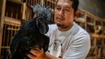Ayam Cemani RI Tembus Pasar Prancis-Turki