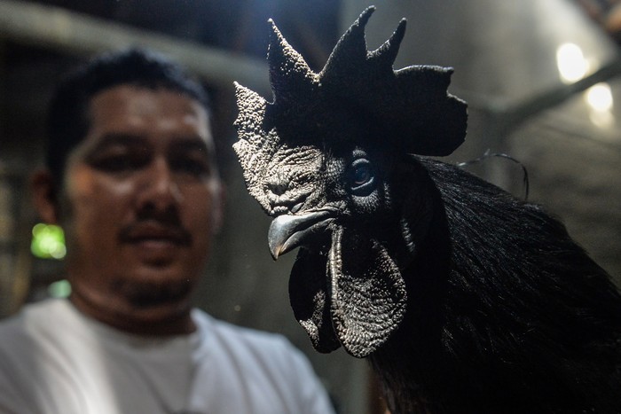 Peternak merawat ayam cemani (Gallus gallus domesticus) di salah satu peternakan di Pangadegan, Kabupaten Tangerang, Banten, Jumat (31/1/2025). Budi daya jenis ayam yang seluruh bagian tubuhnya berwarna hitam legam tersebut dijual seharga Rp400 ribu hingga Rp20 juta per ekor dan telah diekspor ke Perancis, Turki dan Uni Emirat Arab. ANTARA FOTO/Putra M. Akbar/app