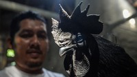 Peternak merawat ayam cemani (Gallus gallus domesticus) di salah satu peternakan di Pangadegan, Kabupaten Tangerang, Banten, Jumat (31/1/2025).  