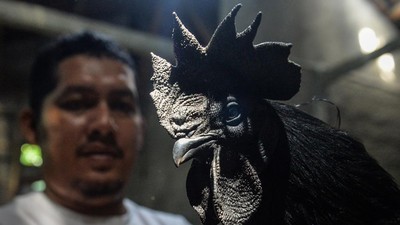 Ayam Cemani RI Tembus Pasar Prancis-Turki