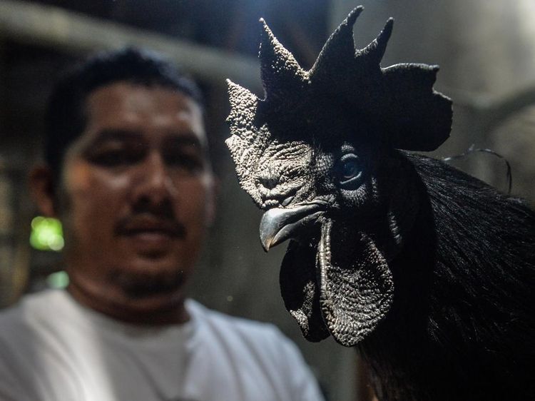 Ayam Cemani RI Tembus Pasar Prancis-Turki