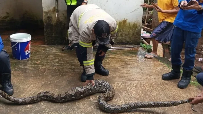 Damkar Depok mengevakuasi ular sanca 3 meter usai memangsa 2 ekor ayam warga di Sawangan, pada Kamis (30/1/2025).