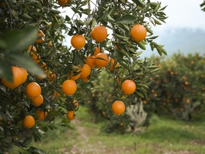 Kena Getok Tarif Trump 50%, Petani Jeruk Brasil Terancam Bangkrut Massal