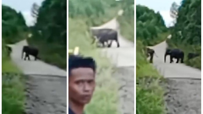 Kawanan gajah melintas di jalan penghubung PALI-Muratara.