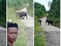 Kawanan Gajah Melintas di Jalan Penghubung PALI-Musi Rawas, Pengendara Cemas
