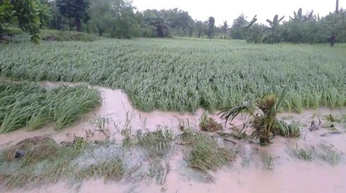 Lahan pertanian warga di Desa Saukibe, Kecamatan Amfoang Barat Laut, Kabupaten Kupang, NTT, terendam banjir. (Dok. Jhoni Kuanine)