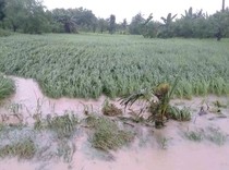 Banjir Terjang Kabupaten Kupang, Rumah hingga Lahan Pertanian Terendam
