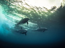 Pilunya Lumba-lumba Terpenjara di Kolam Kecil Milik Resor di Meksiko
