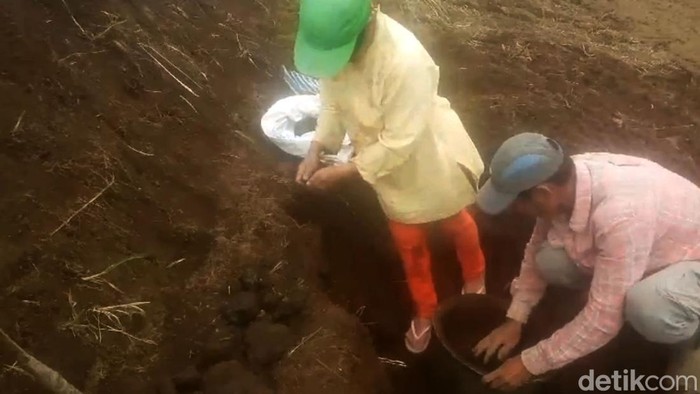 Petani Temukan 5.000 Keping Koin China Kuno di ladang Lereng Bromo Petani Temukan 5.000 Keping Koin China Kuno di ladang Lereng Bromo