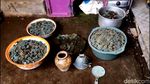 Potret 5.000 Keping Koin Kuno Ditemukan Petani di Lereng Bromo