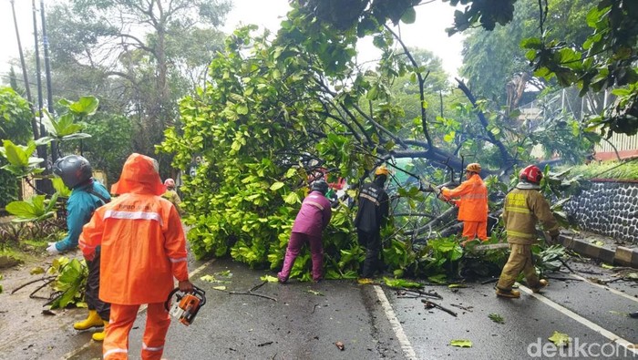 Pohon tumbang di Kota Batu