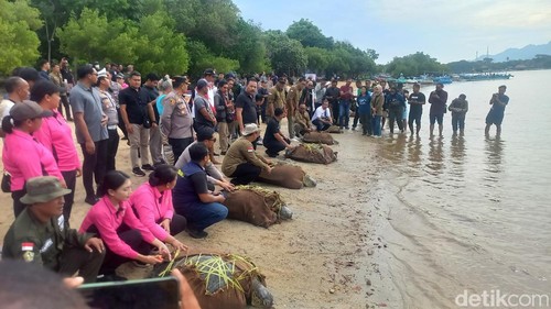 Sebanyak 23 ekor penyu selundupan dilepasliarkan di Pantai Pasir Putih, Perairan Banyuwedang, wilayah Desa Pejarakan, Kecamatan Gerokgak, Jumat (31/1/2025). (Made Wijaya Kusuma)