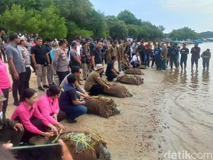 23 Penyu Selundupan Dilepasliarkan di Perairan Banyuwedang