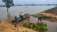 Seribuan warga dari 450 KK pun terisolasi sehingga harus menggunakan perahu hingga menerobos banjir untuk menjalankan aktivitas sehari-hari. 