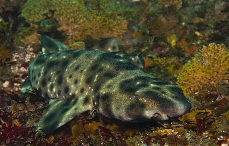 Swell Shark (Cephaloscyllium ventriosum)