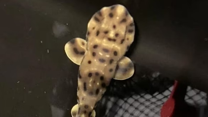 Swell Shark (Cephaloscyllium ventriosum)
