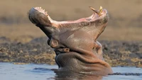 Perdagangan gading dari kuda nil, paus narwhal, paus pembunuh, dan paus sperma telah dilarang oleh Inggris. itu merupakan bagian dari upaya konservasi. (BBC)