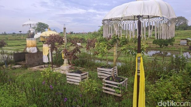 Agrowisata Tupai Emas di Denpasar, Bali, Sabtu (1/2/2025). (Fabiola Dianira/detikBali)