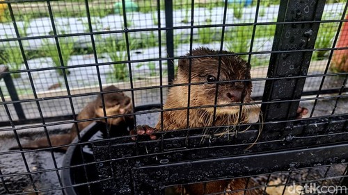 Agrowisata Tupai Emas di Denpasar, Bali, Sabtu (1/2/2025). (Fabiola Dianira/detikBali)