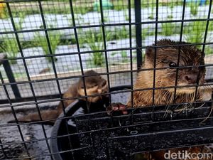 Agrowisata Tupai Emas, Wisata Edukasi Hewan dan Tumbuhan di Denpasar