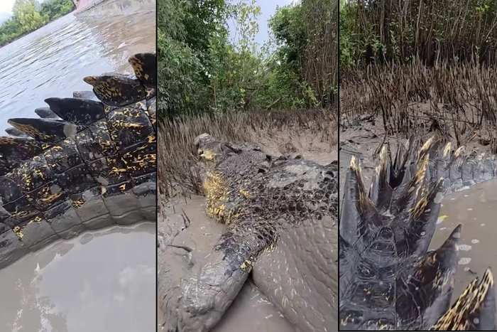 Buaya Air Asin Mirip Godzilla
