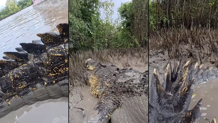 Buaya Air Asin Mirip Godzilla